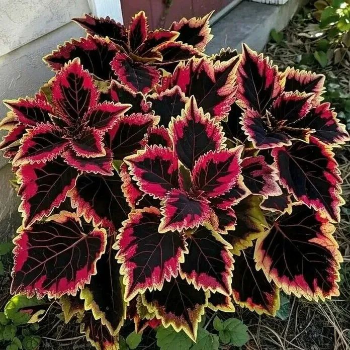 🌿 Rare Coleus Seeds – Add Unique Charm to Your Garden! 🌿