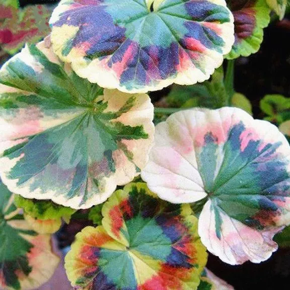 🌿 Rare Coleus Seeds – Add Unique Charm to Your Garden! 🌿