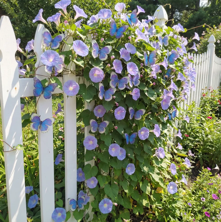 🦋🌸 Climbing Butterfly Morning Glory Flower Seeds – – Fast Growing Garden DIY