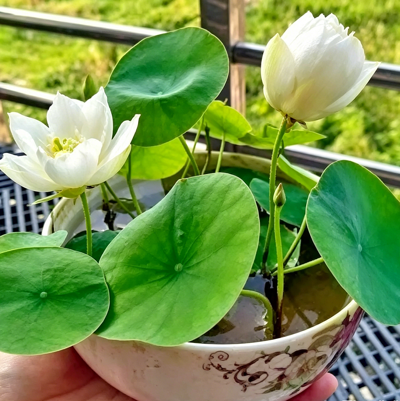 The Sacred Bonsai Lotus Flower🪷