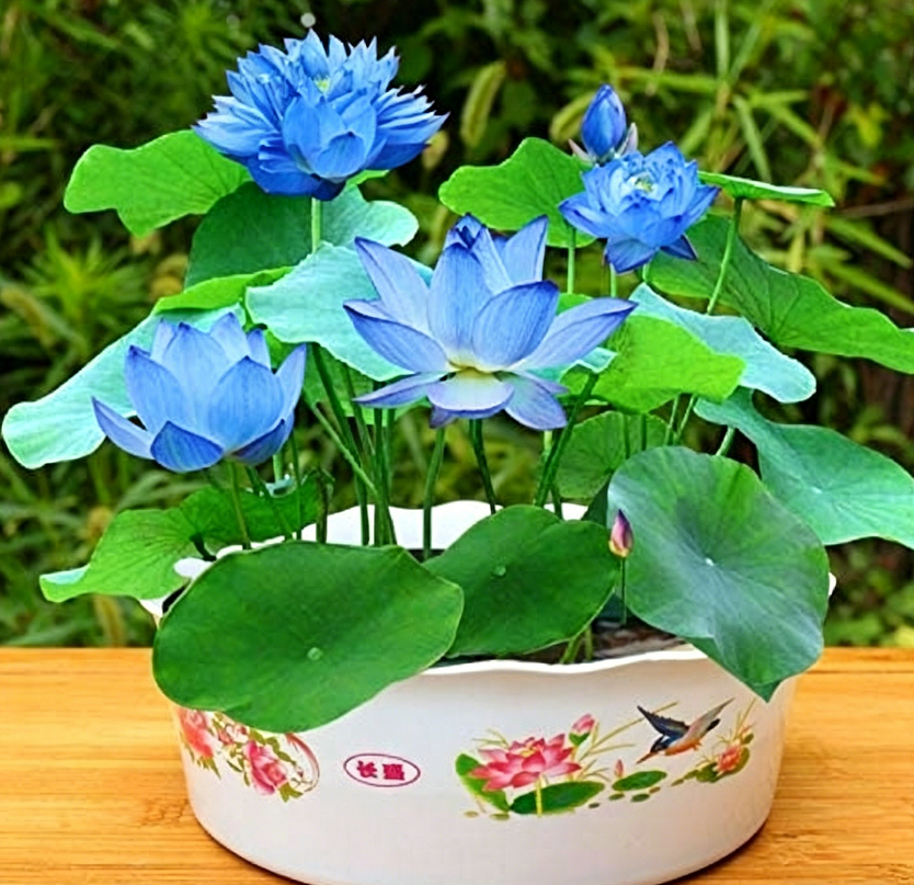 The Sacred Bonsai Lotus Flower🪷