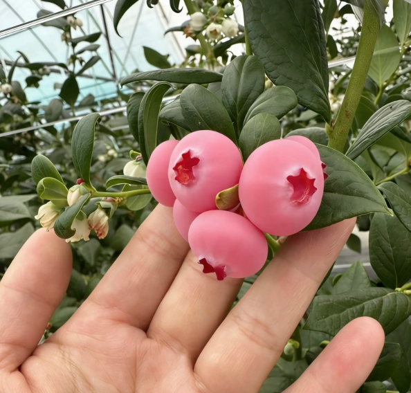 💗 Pink Lady Blueberry Seeds – Sweet Beauty for Your Garden 🫐