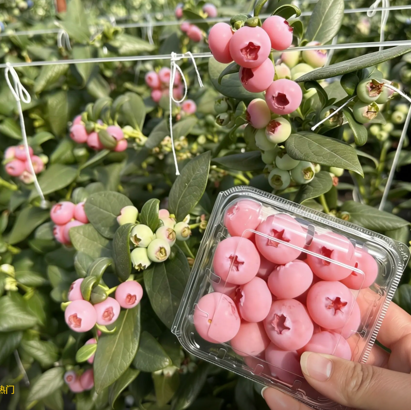 💗 Pink Lady Blueberry Seeds – Sweet Beauty for Your Garden 🫐