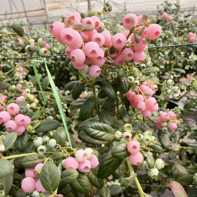 💗 Pink Lady Blueberry Seeds – Sweet Beauty for Your Garden 🫐