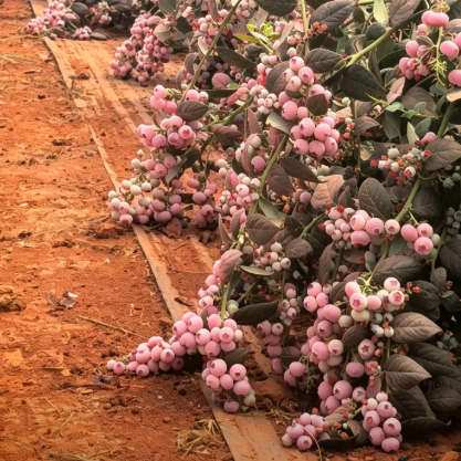 💗 Pink Lady Blueberry Seeds – Sweet Beauty for Your Garden 🫐