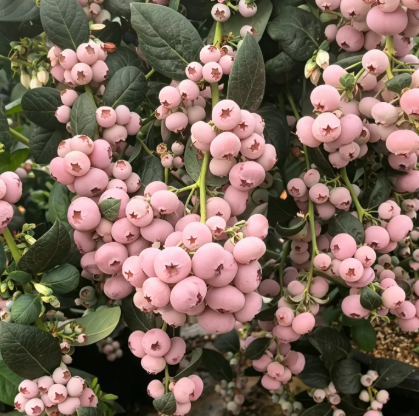 💗 Pink Lady Blueberry Seeds – Sweet Beauty for Your Garden 🫐