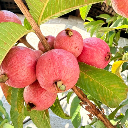 🥂Rouge Guava Home Growing Kit❄️