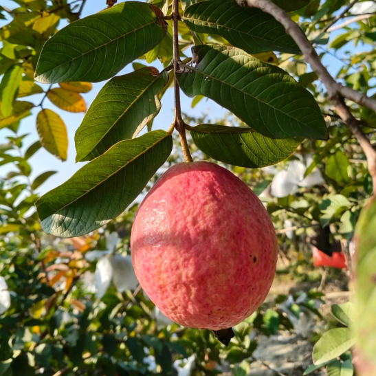 🥂Rouge Guava Home Growing Kit❄️