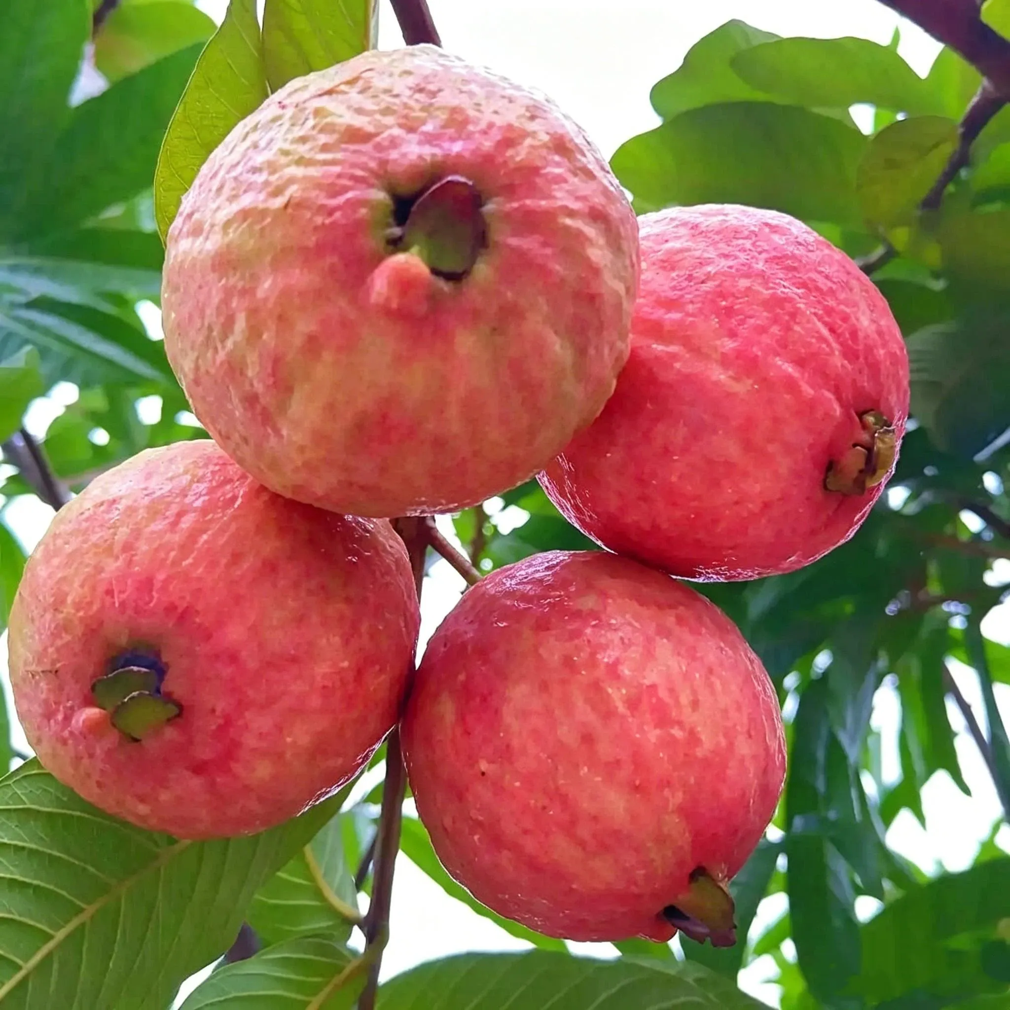 🥂Rouge Guava Home Growing Kit❄️