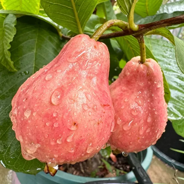 🎆Hot Sale🥂Rouge Guava Seeds--Sweet & juicy