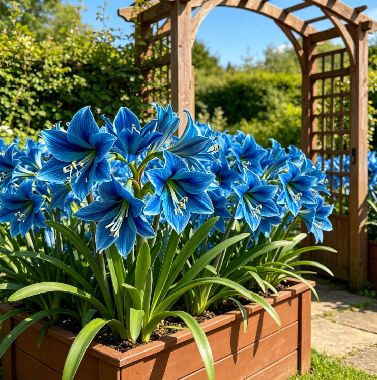Amaryllis Bulbs – Bold Blooms, Effortless Beauty!
