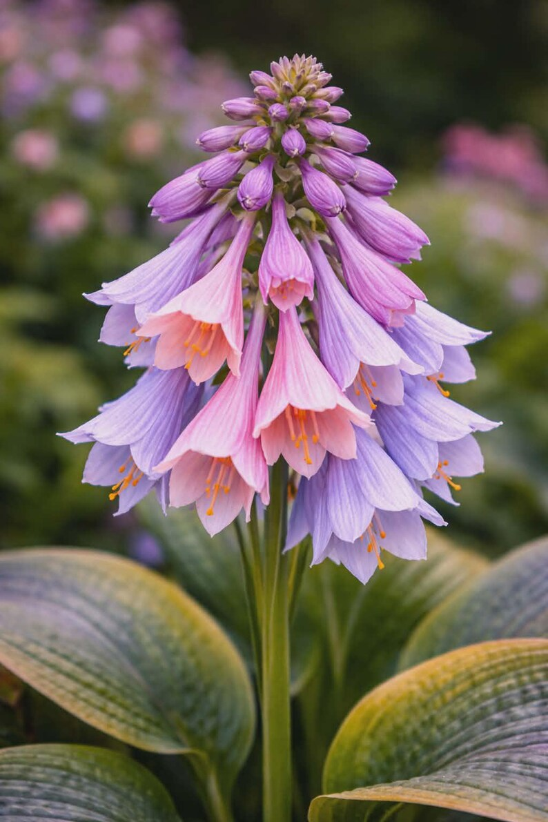 Rare Pink Hosta Seeds, Elegant Bell Bloom Perennial Plant, Shade Garden Ornamental