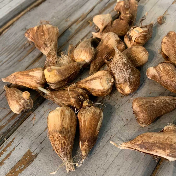 🌸 Fragrant Freesia Bulbs – Elegant Blooms with Sweet Lasting Fragrance