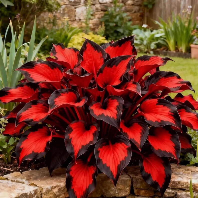 Rare Flame Heart Hosta Seeds🔥