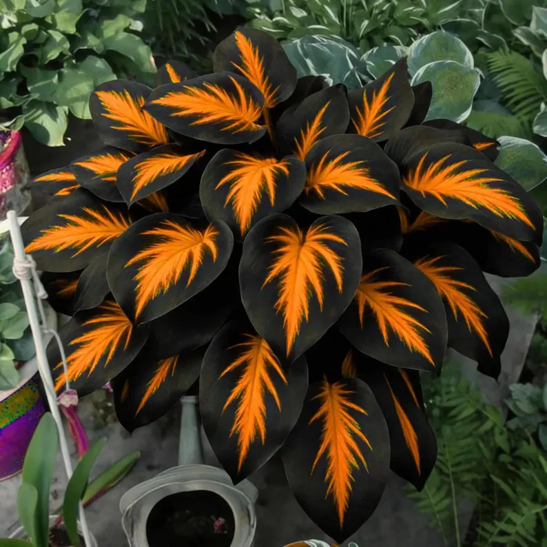 Rare Flame Heart Hosta Seeds🔥