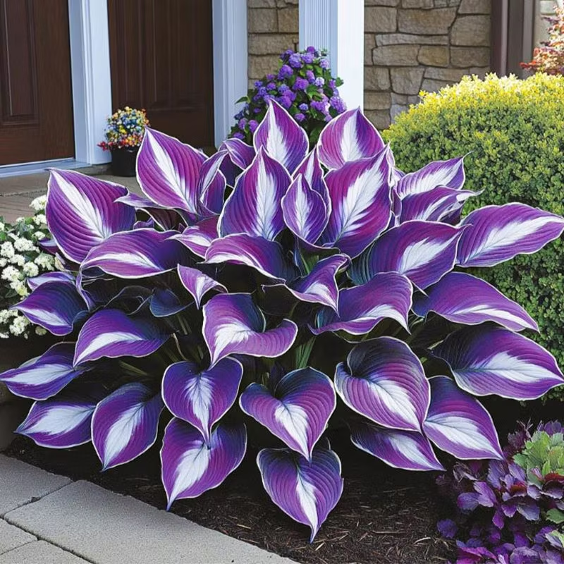 Rare Flame Heart Hosta Seeds🔥 Shade Loving Exotic Plant