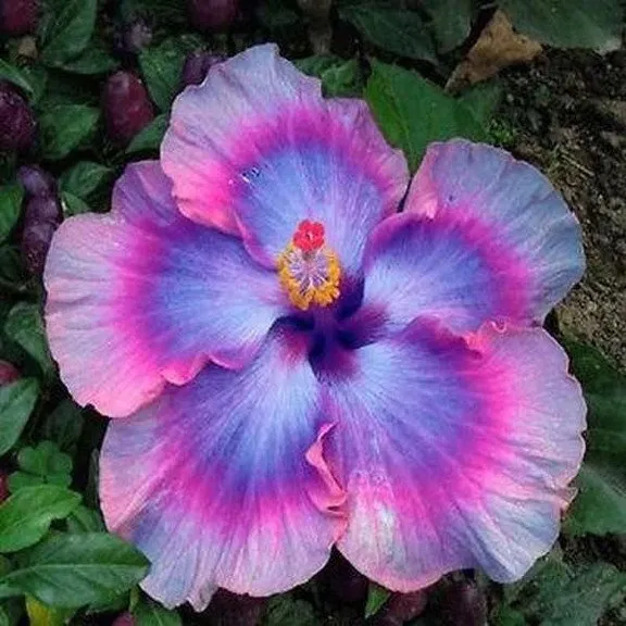 🌺 Rare Double-Flowered Hibiscus Seeds| Grow Large, Wavy Blooms Right at Home