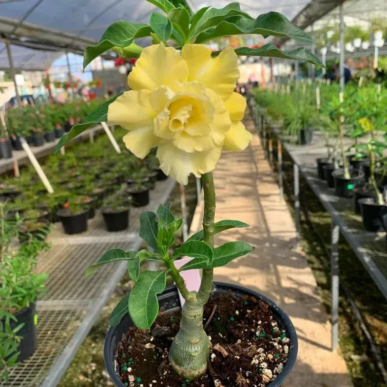 2 Pcs Rainbow Desert Rose Seeds ✨✨ 