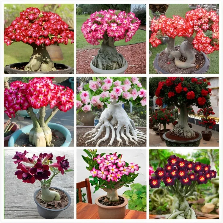 Rare Multicolor Double Desert Rose Bulbs--Easy to Grow for Home Gardens