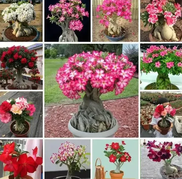 2 Pcs Rainbow Desert Rose Seeds ✨✨ 