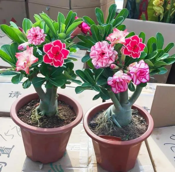 Rare Multicolor Double Desert Rose Bulbs--Easy to Grow for Home Gardens