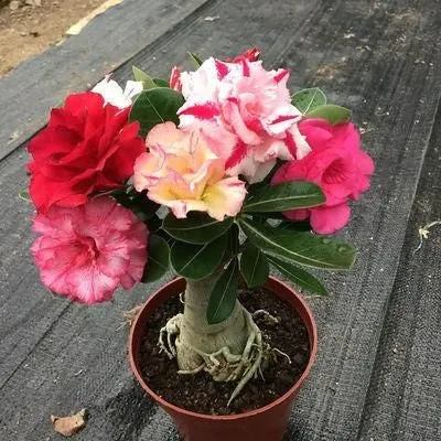 Rare Multicolor Double Desert Rose Bulbs--Easy to Grow for Home Gardens