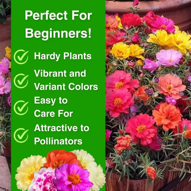 🎉Muti Color Moss Rose Seeds -- Double Petal Sunflower🌺