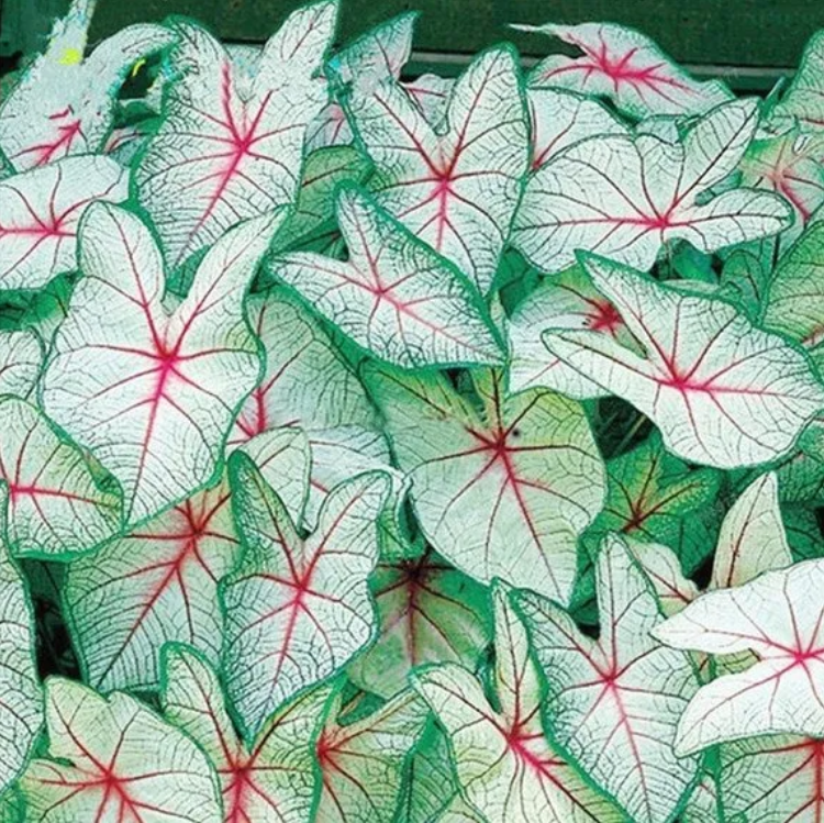 GREEN BUTTERFLY--50pcs/Bag Coleus Bonsai Flower Leaf Plants 