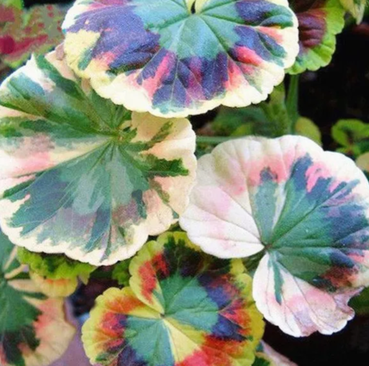 50pcs/Bag Coleus Bonsai Flower Leaf Plants 