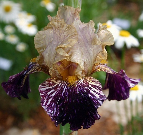 Multi-Varieties Iris Seeds, Heirloom Iris, 50pcs/pack