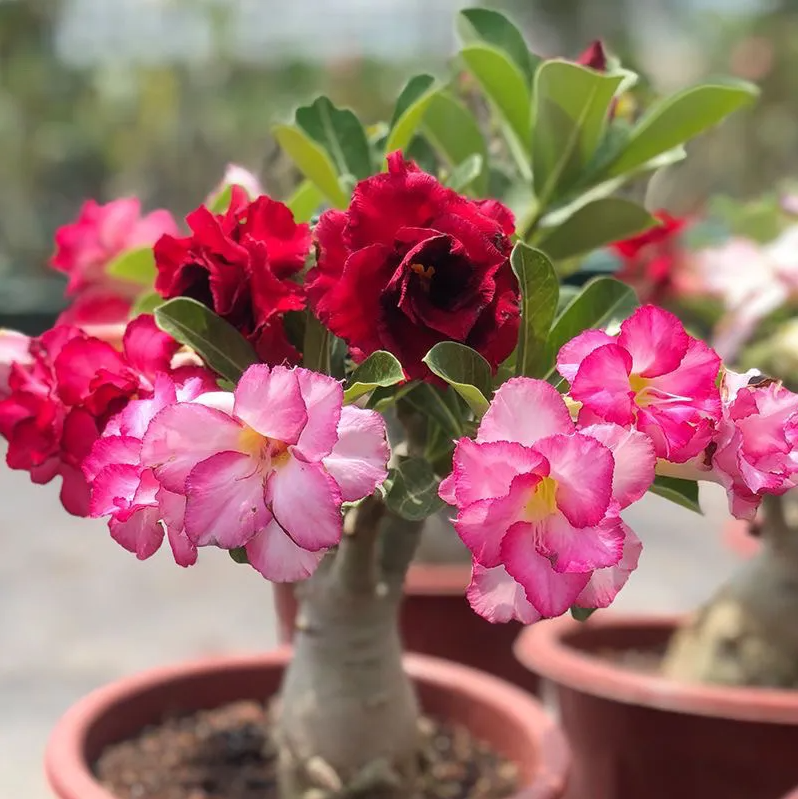 2Pcs Rainbow Desert Rose Seeds