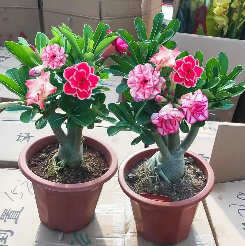 2Pcs Rainbow Desert Rose Seeds