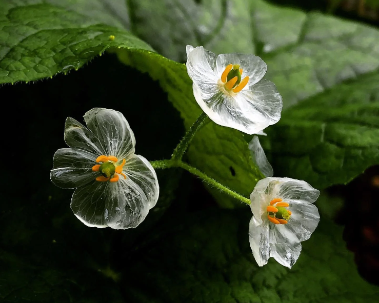 Crystal Flower Gray’s DoubleLeaf 🪴🪴 Rare Heirloom Seedsfridayw