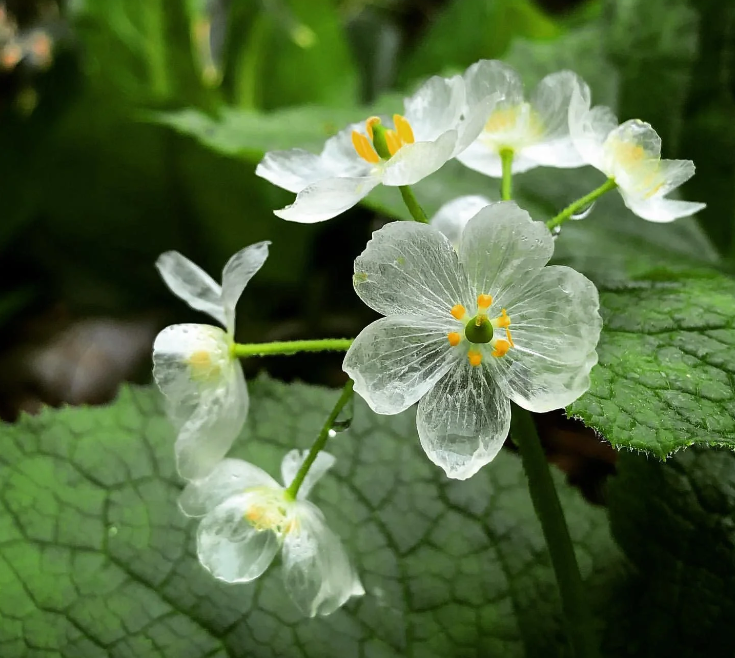 Skeleton Flower Seeds ~ Crystal Flower ~ Gray’s Double-Leaf ~ Twoflower ~ Diphylleia Grayi ~ Cool Flowers ~ Rare ~ Heirloom Seeds