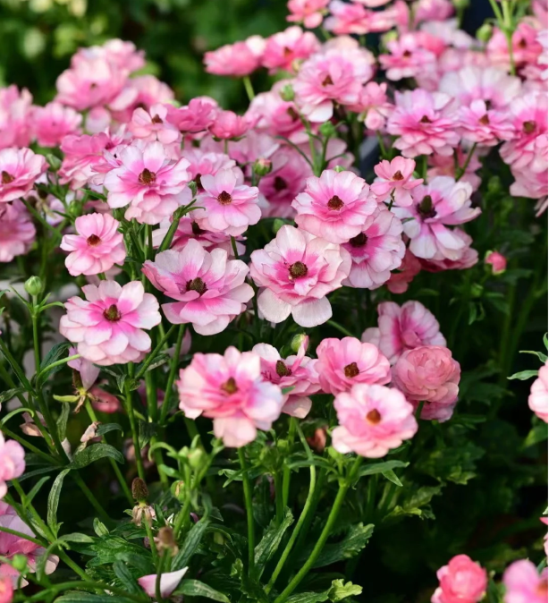 🦋Powdery Purple Butterfly Ranunculus