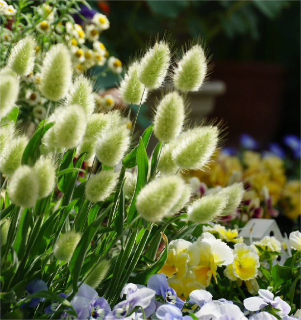 Bunny Tails Ornamental Grass Seeds