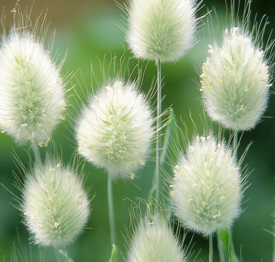Bunny Tails Ornamental Grass Seeds