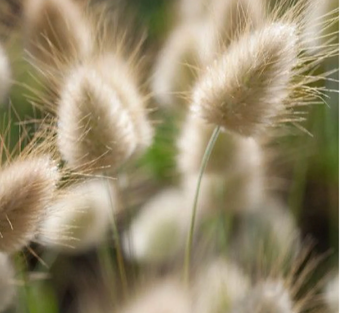Bunny Tails Ornamental Grass Seeds