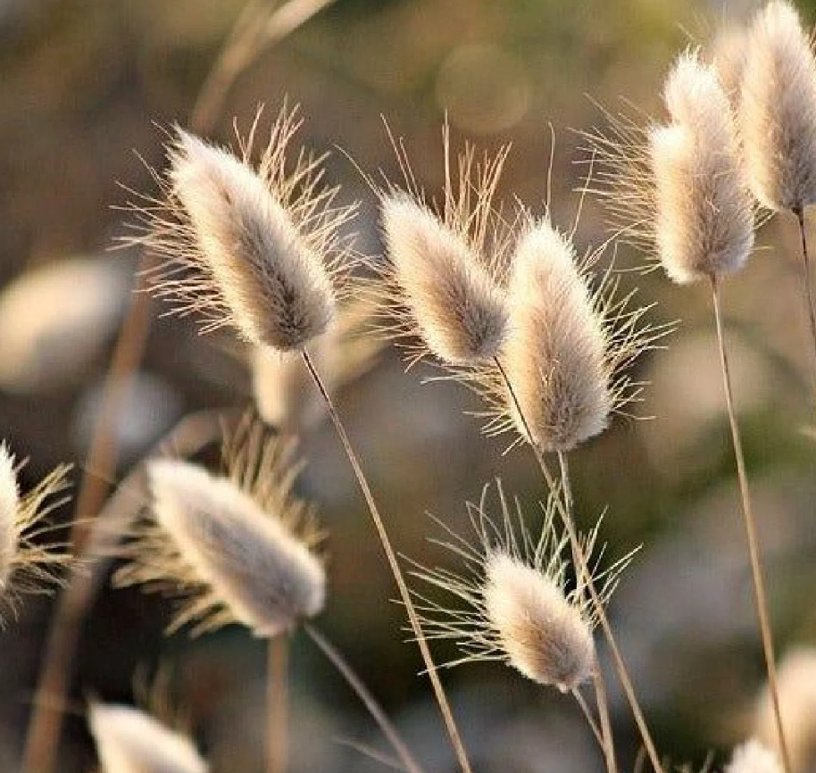 Bunny Tails Ornamental Grass Seeds