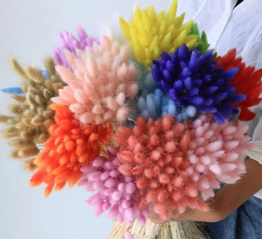 Bunny Tails Ornamental Grass Seeds