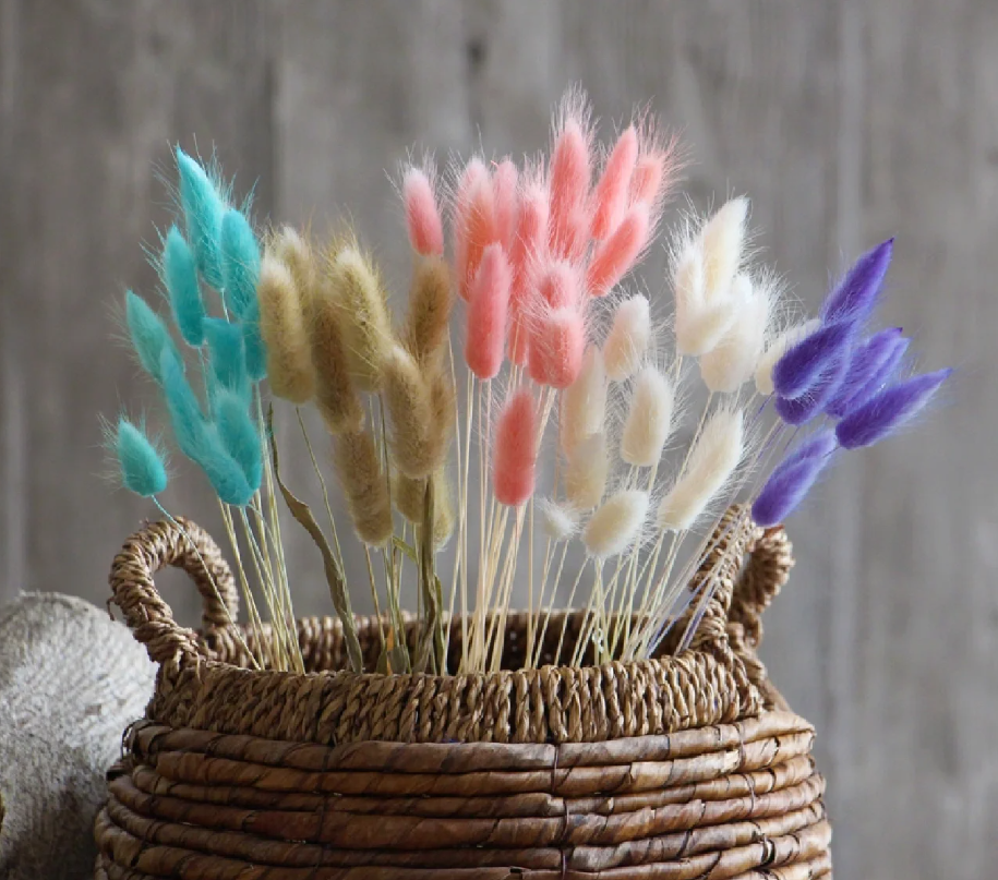 Bunny Tails Ornamental Grass Seeds