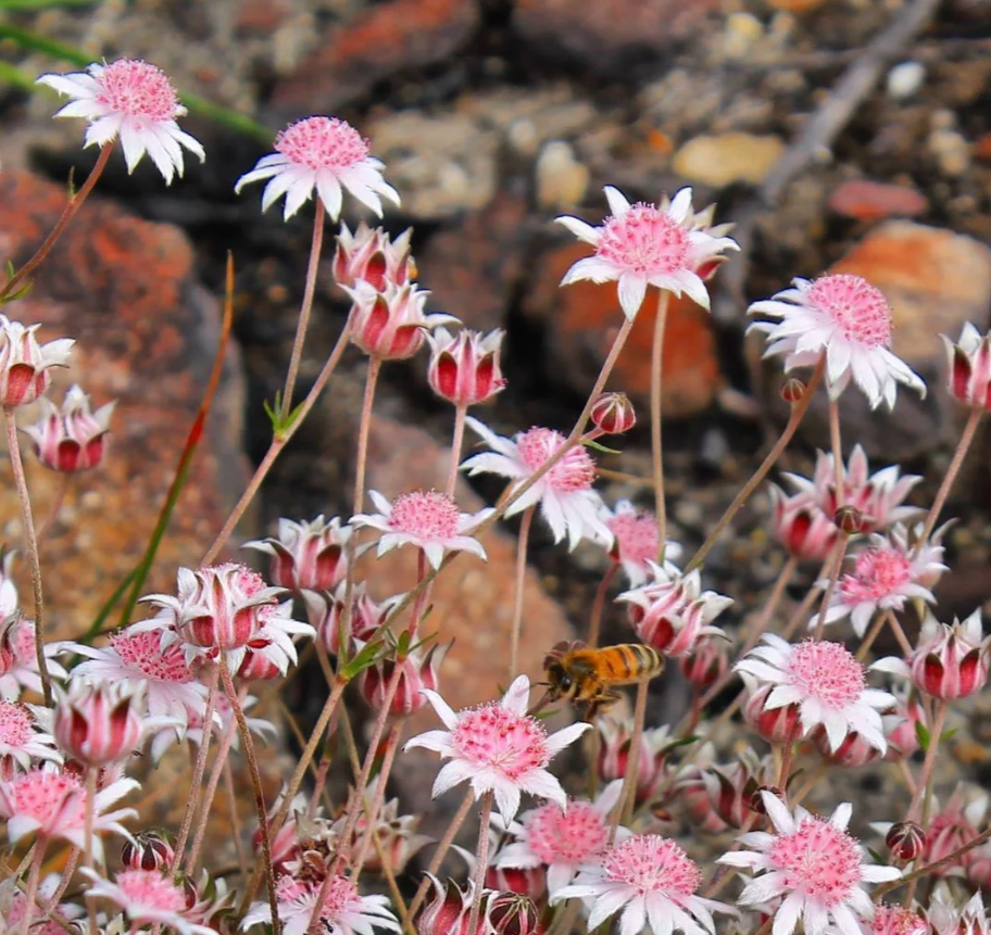 Pink Flannel Flower