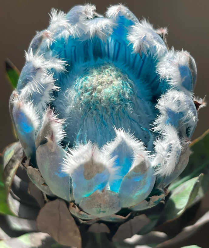 ❄️Mysterious and rare blue ice princess flower seeds❄️100pcs/ 50pcs/ 20pcs