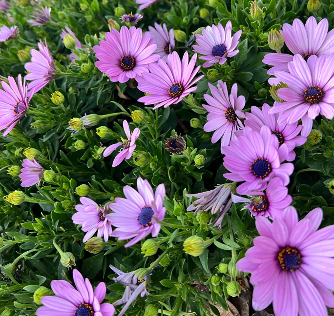 Blue eye chrysanthemum seeds