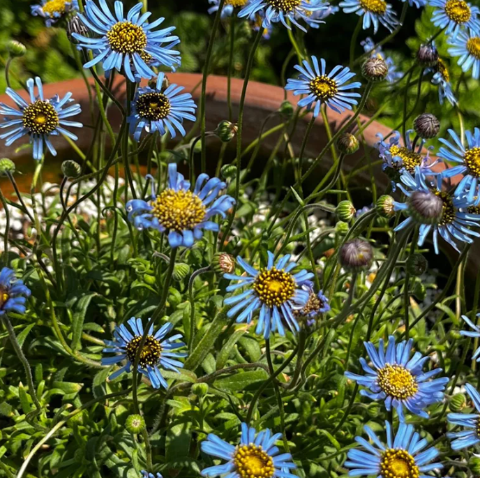 True Blue Daisy, Kingfisher Daisy seeds