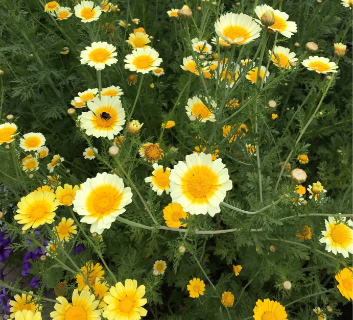 Chrysanthemum coronarium flower seeds