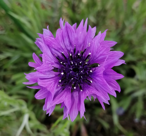 Cornflower - Blue Boy (Centaurea) seeds