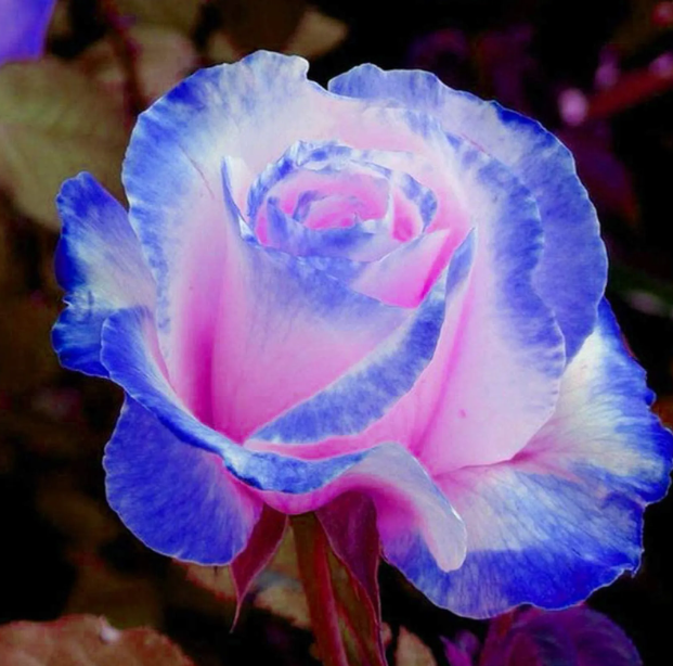 Rare Rose – fridayw