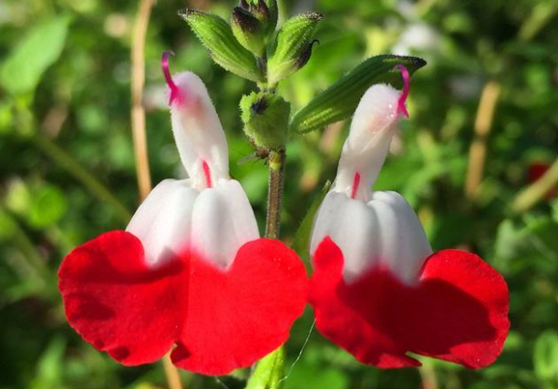 Cherry Sage Seeds