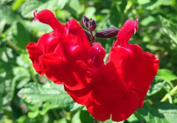 Cherry Sage Seeds